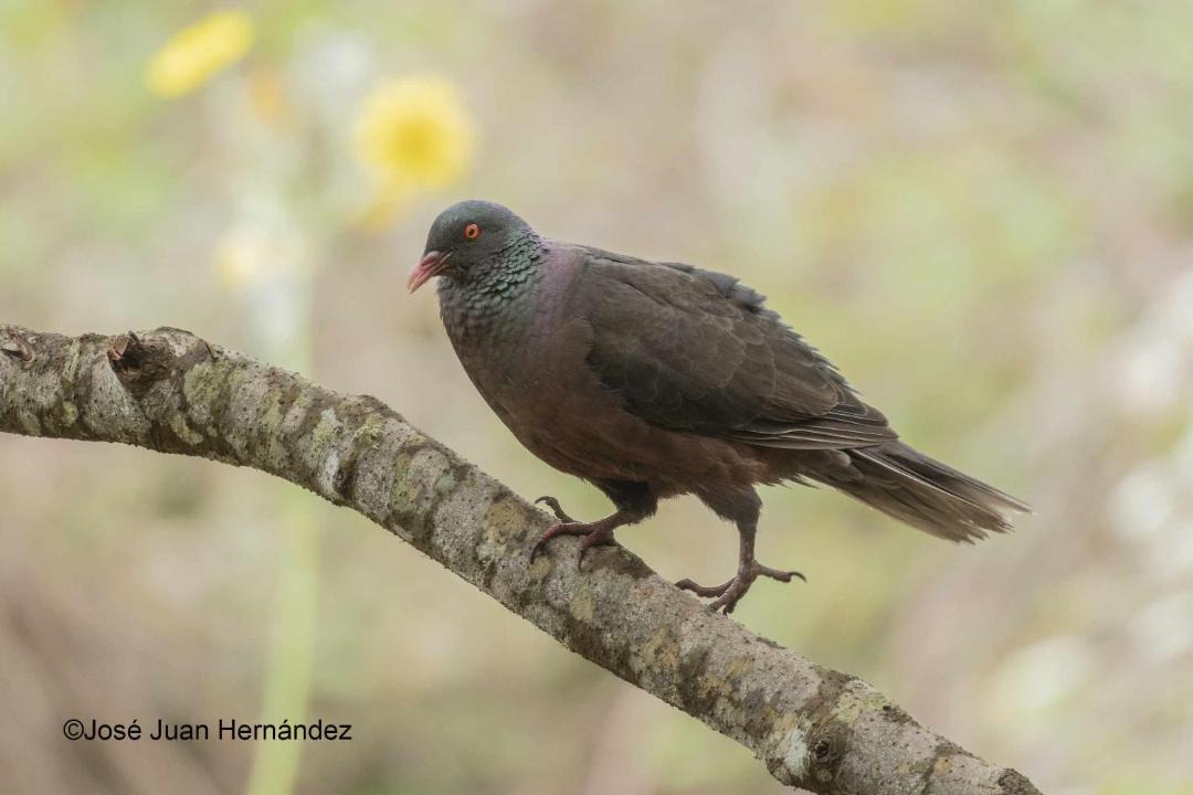 Photo of Others in Erjos